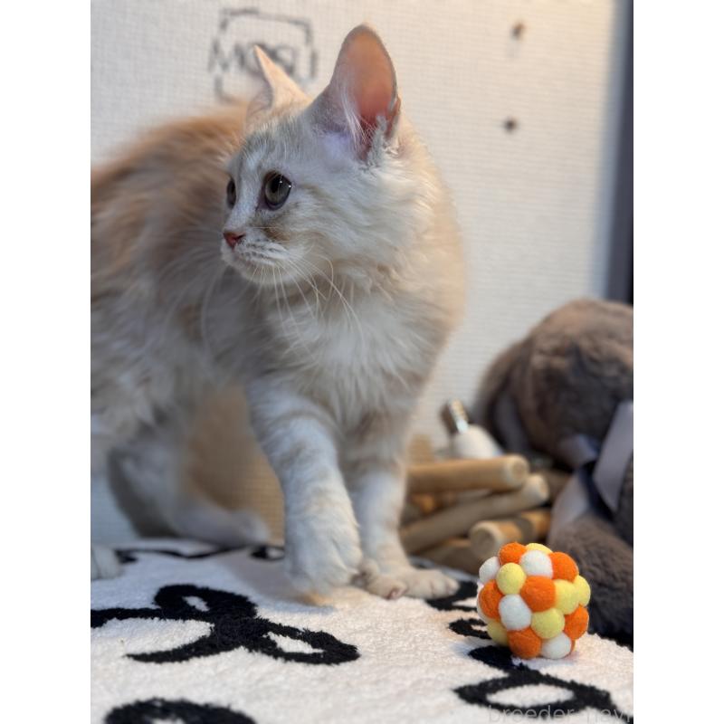 販売中の埼玉県のアメリカンショートヘア-137061の5枚目