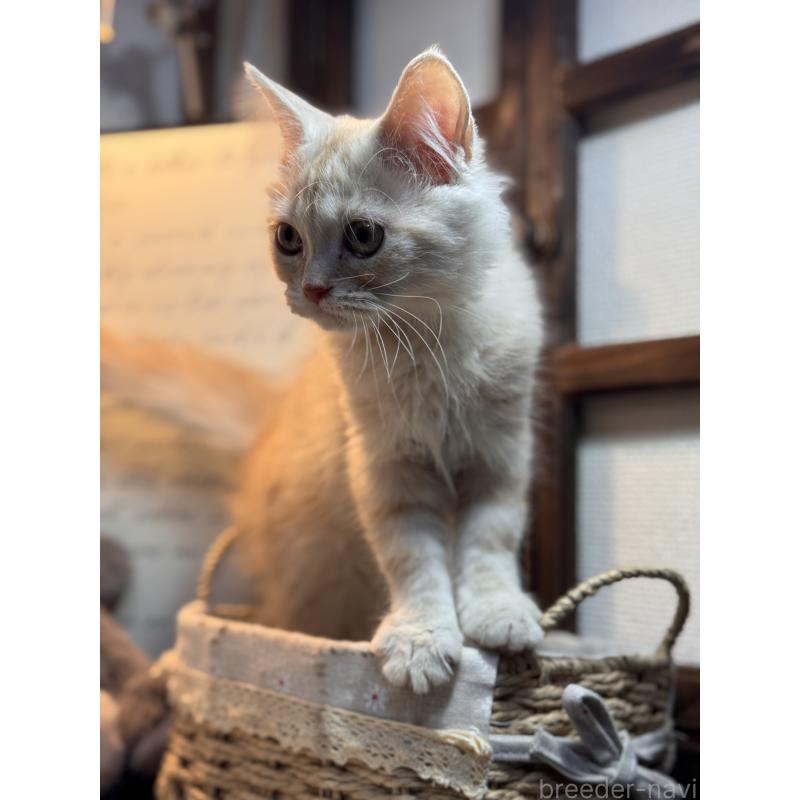 販売中の埼玉県のアメリカンショートヘア-137061の4枚目