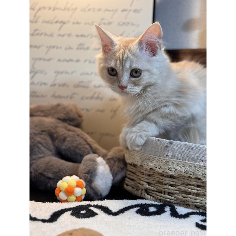 販売中の埼玉県のアメリカンショートヘア-137061の3枚目