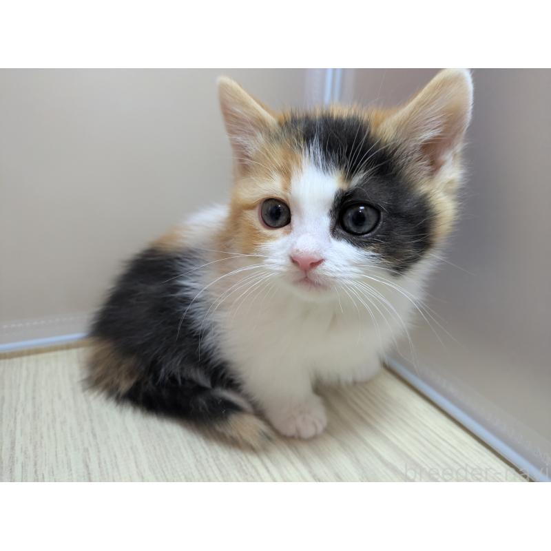 販売中の栃木県のマンチカン(短足)-137060の5枚目