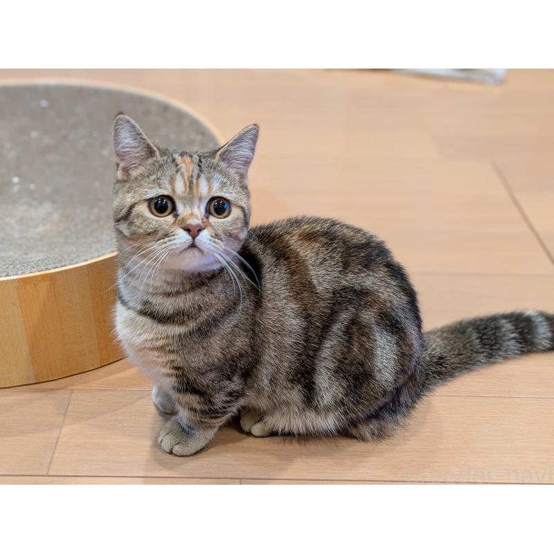 販売中の埼玉県のミヌエット(短足)-126997の5枚目