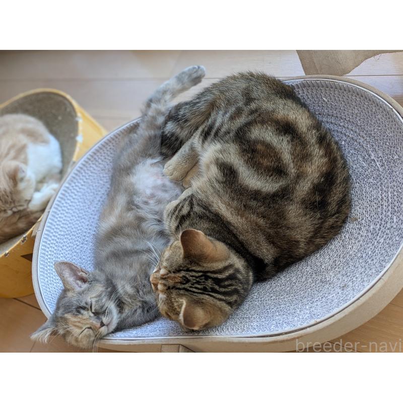 販売中の埼玉県のミヌエット(短足)-126997の4枚目