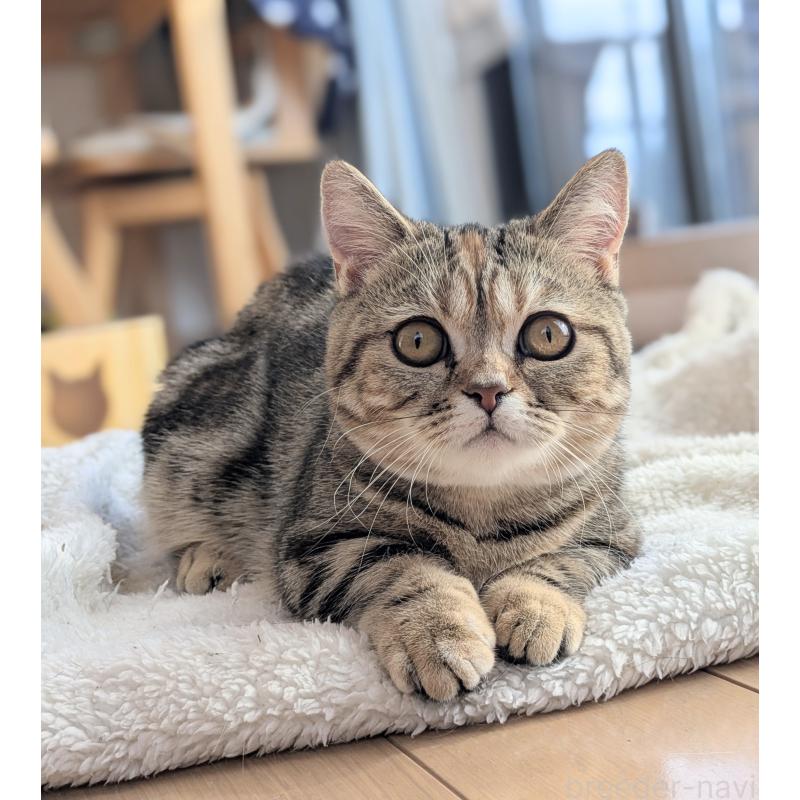 販売中の埼玉県のミヌエット(短足)-126997の3枚目