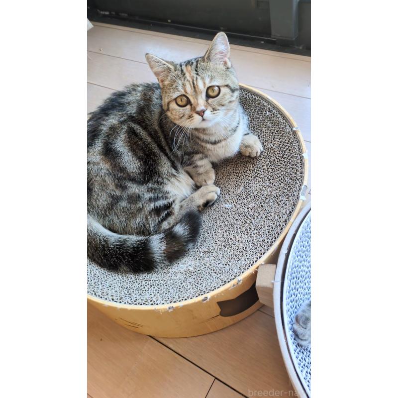 販売中の埼玉県のミヌエット(短足)-126997の2枚目