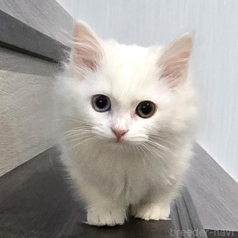 販売中の福岡県のマンチカン(短足)-134180