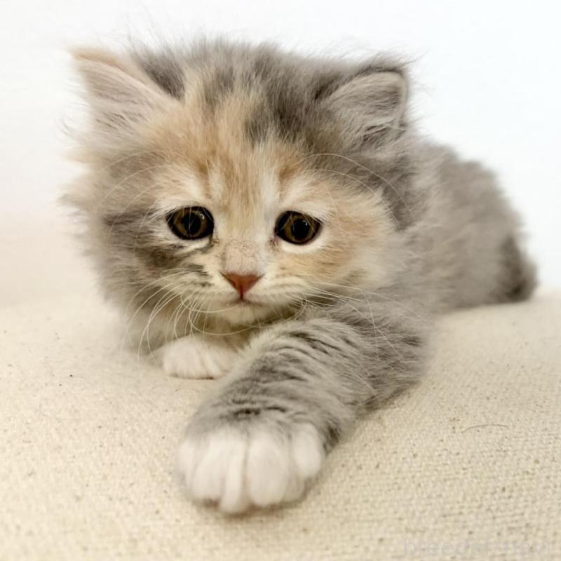 成約済の兵庫県のサイベリアン-135807の5枚目