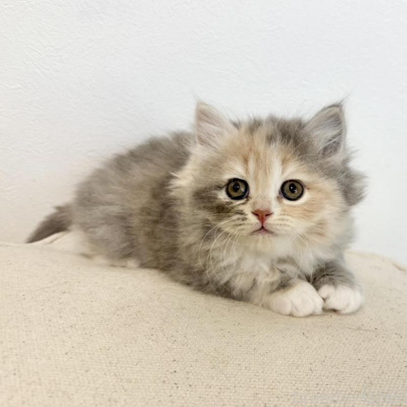 成約済の兵庫県のサイベリアン-135807の3枚目