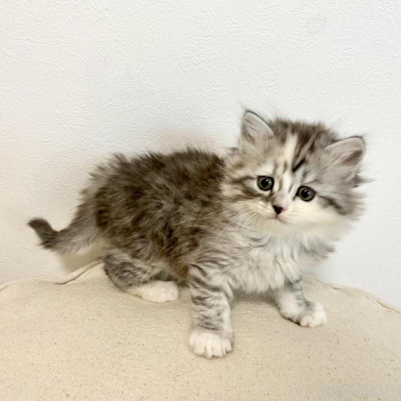 成約済の兵庫県のサイベリアン-135811の3枚目