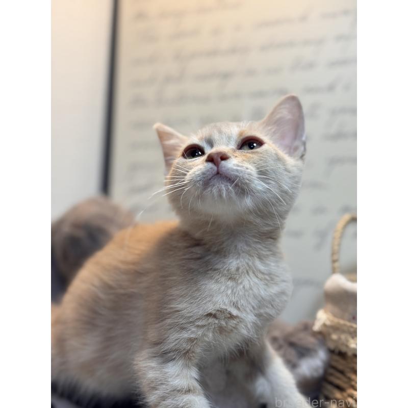 販売中の埼玉県のアメリカンショートヘア-137062の7枚目