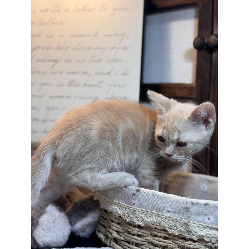 販売中の埼玉県のアメリカンショートヘア-137062の6枚目