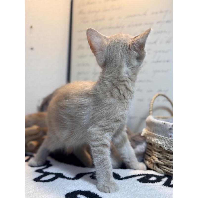 販売中の埼玉県のアメリカンショートヘア-137062の5枚目