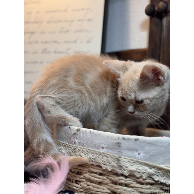 販売中の埼玉県のアメリカンショートヘア-137062の4枚目