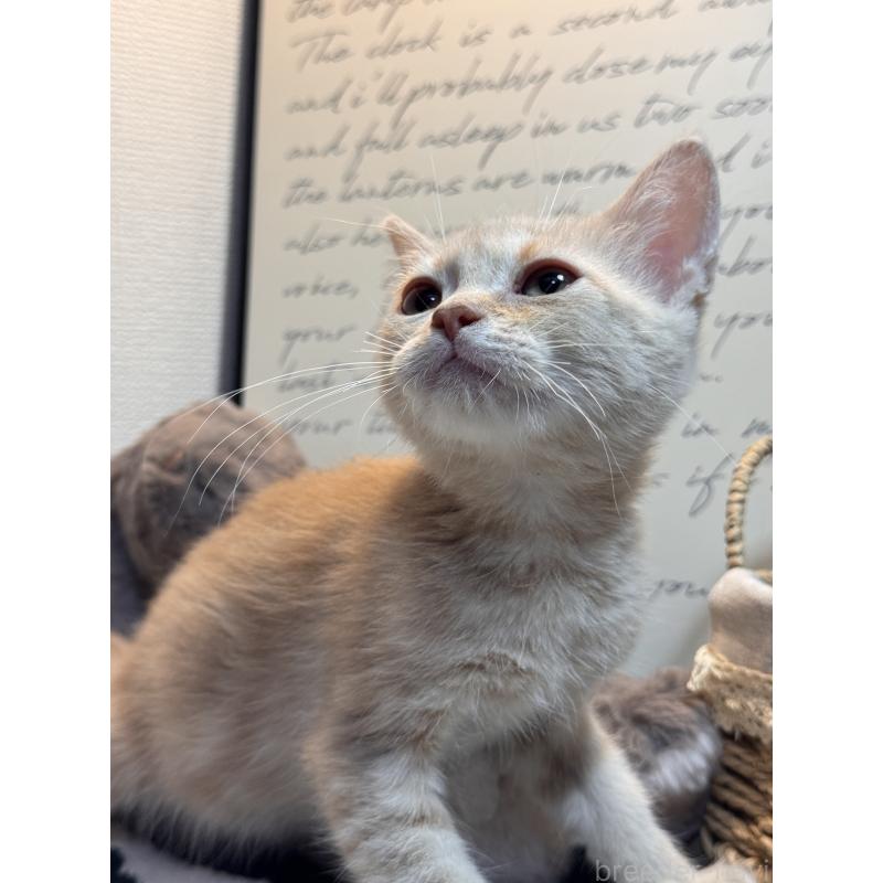 販売中の埼玉県のアメリカンショートヘア-137062の3枚目