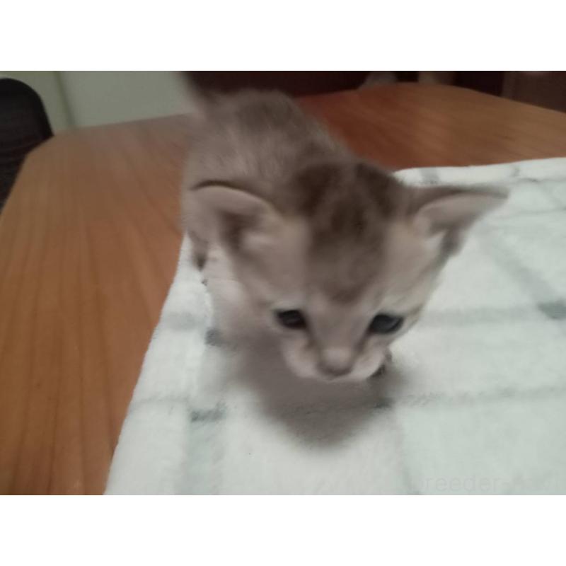 販売中の広島県のシンガプーラ-137067の8枚目