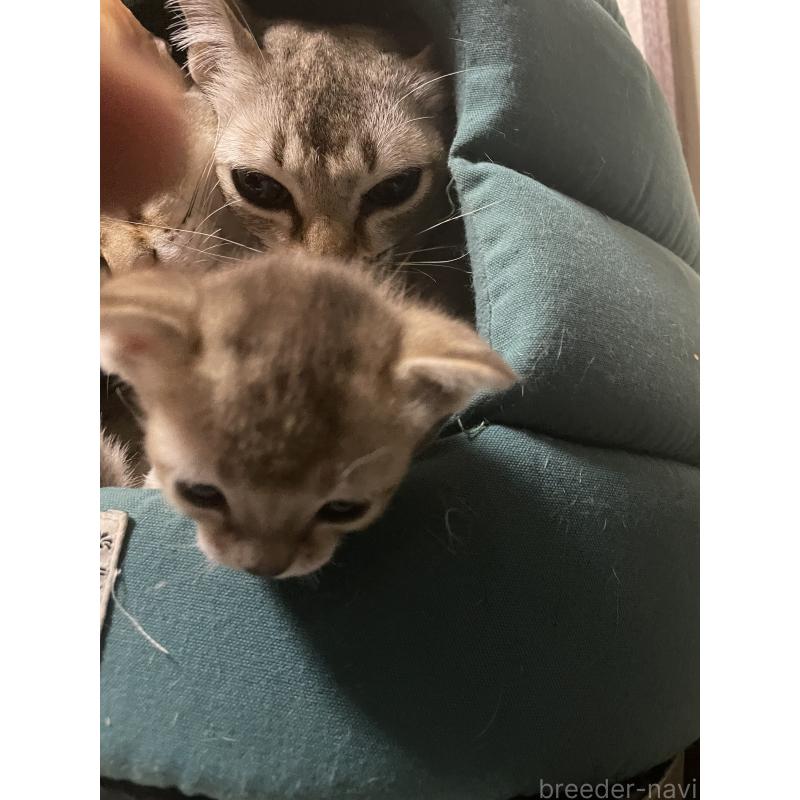 販売中の広島県のシンガプーラ-137067の7枚目