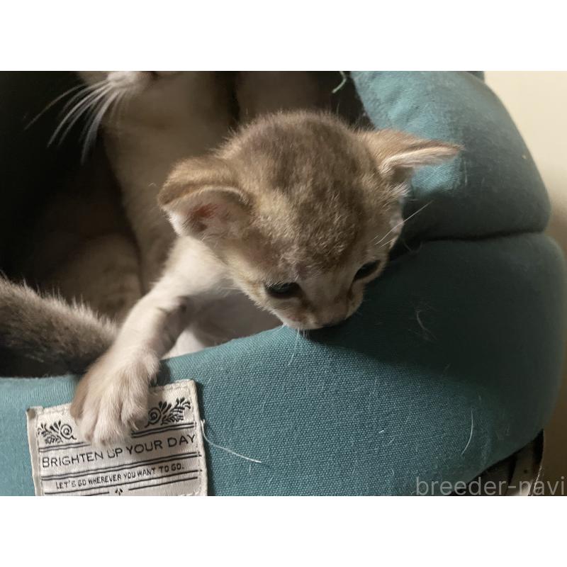 販売中の広島県のシンガプーラ-137067の6枚目