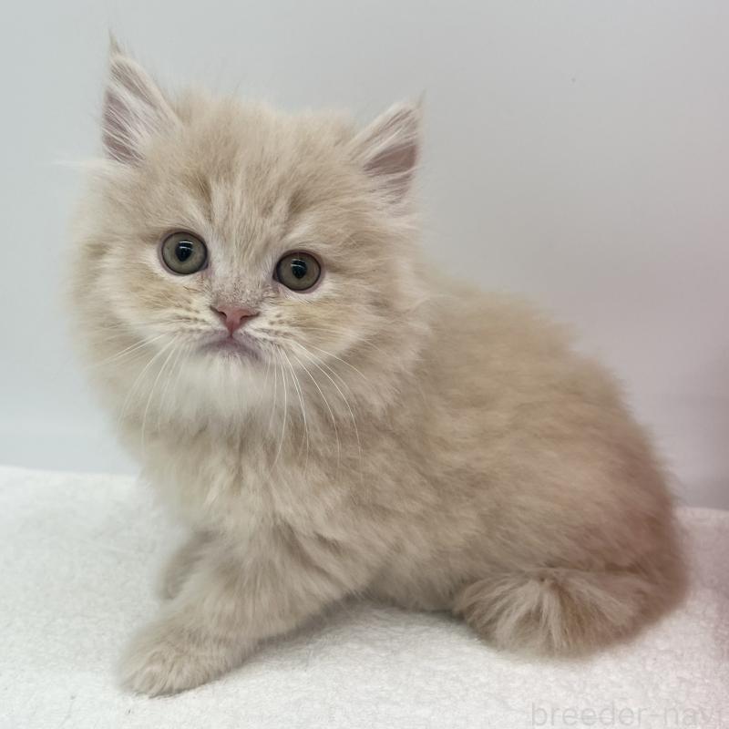 販売中の愛知県のミヌエット-137066の5枚目