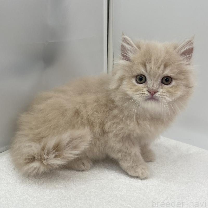 販売中の愛知県のミヌエット-137066の4枚目