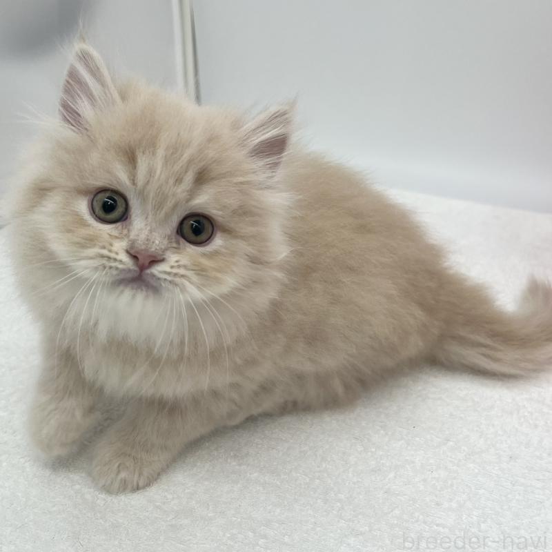 販売中の愛知県のミヌエット-137066の3枚目