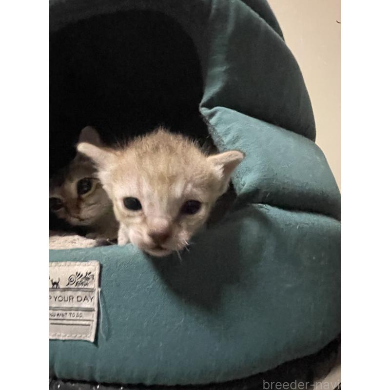 販売中の広島県のシンガプーラ-137067の5枚目