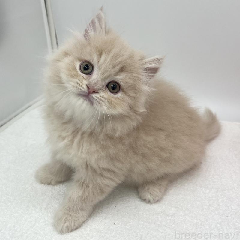 販売中の愛知県のミヌエット-137066の1枚目