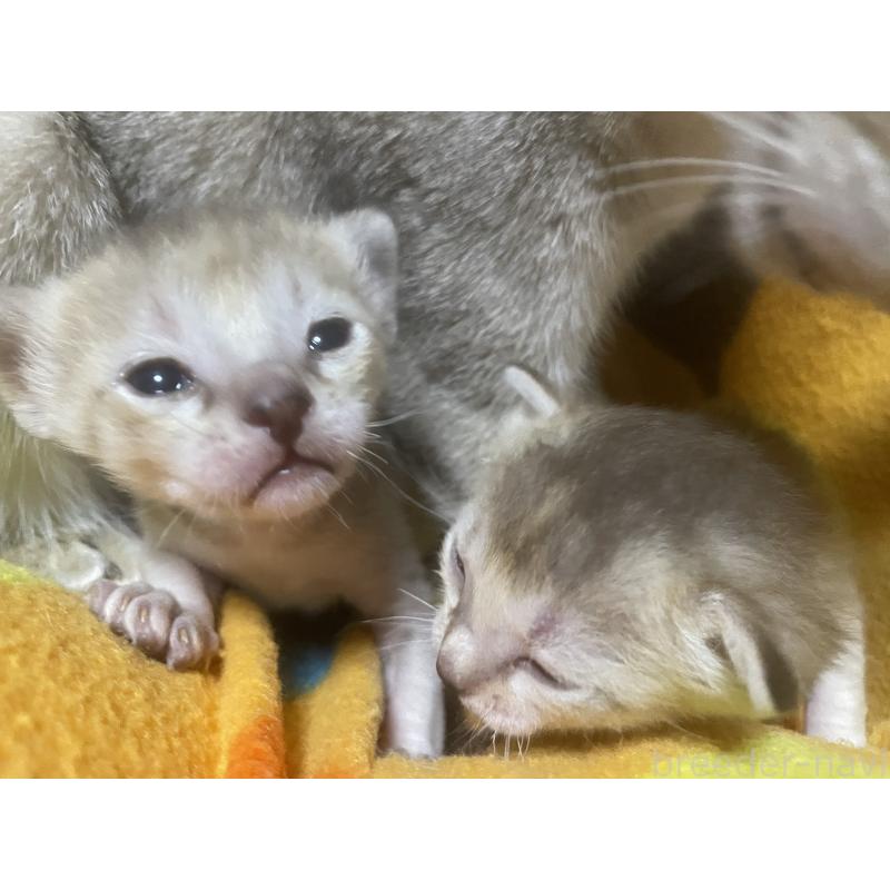 販売中の広島県のシンガプーラ-137067の4枚目