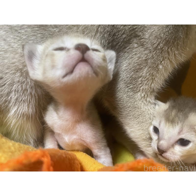 販売中の広島県のシンガプーラ-137067の3枚目