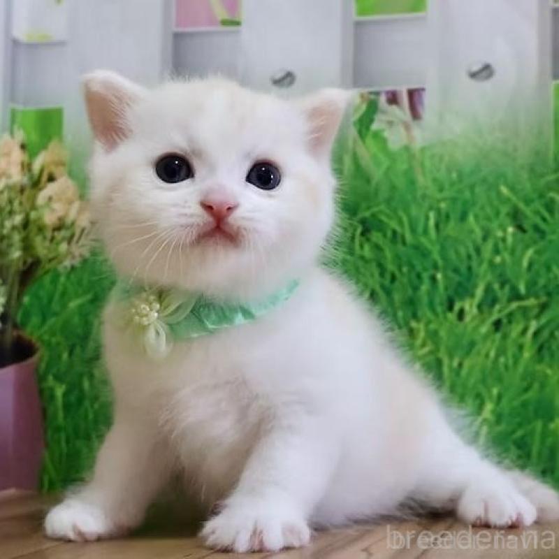 販売中の岐阜県のマンチカン-137069の6枚目