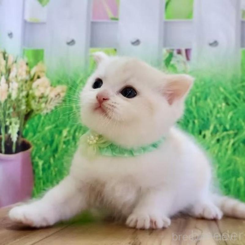 販売中の岐阜県のマンチカン-137069の5枚目