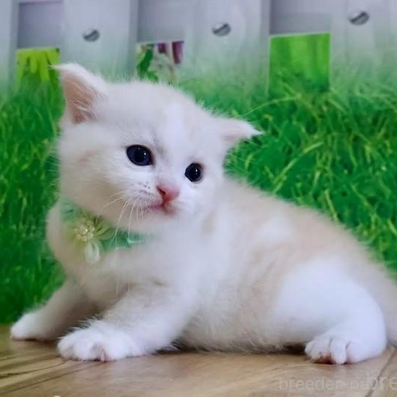 販売中の岐阜県のマンチカン-137069の4枚目