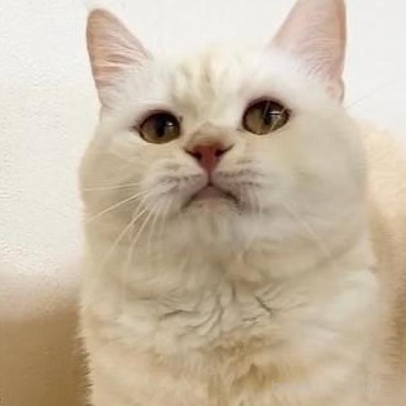 販売中の岐阜県のマンチカン-137069の3枚目