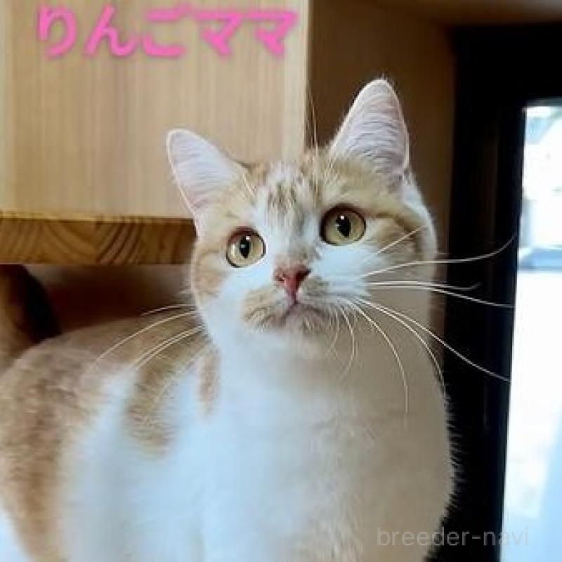 りんごちゃん1枚目