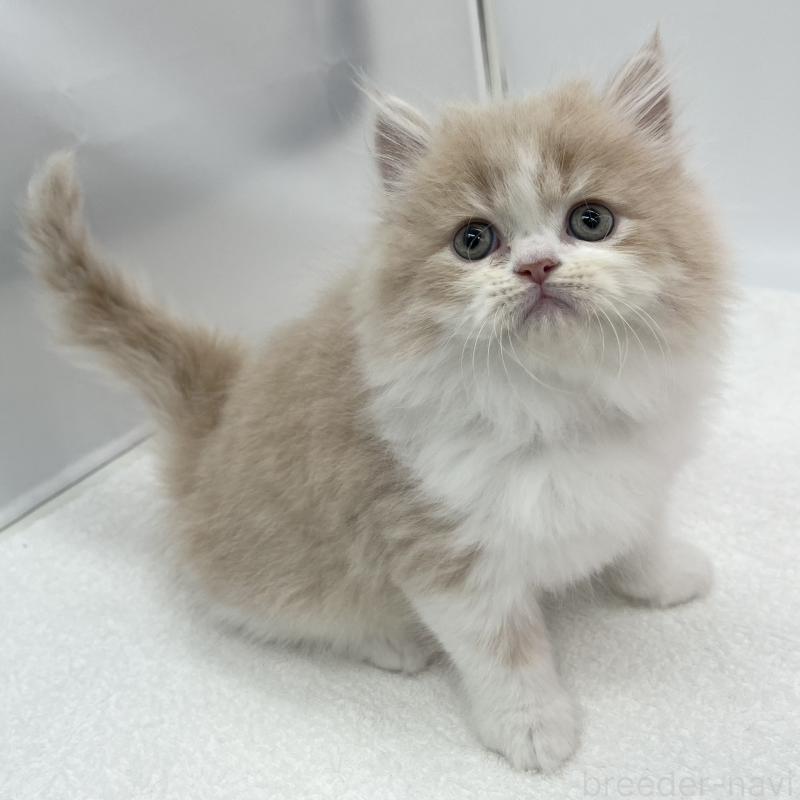 販売中の愛知県のミヌエット-137068の5枚目