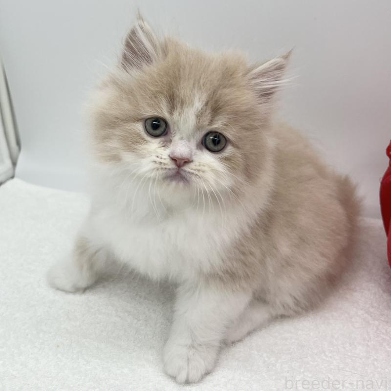 販売中の愛知県のミヌエット-137068の4枚目