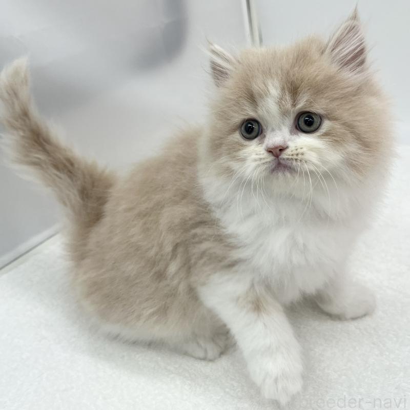 販売中の愛知県のミヌエット-137068の3枚目