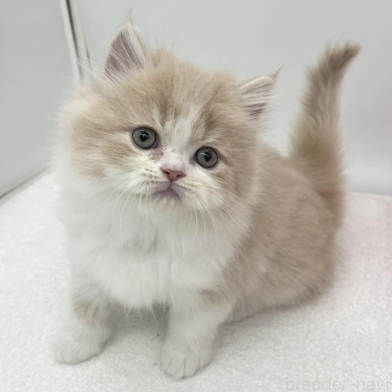 販売中の愛知県のミヌエット-137068の2枚目