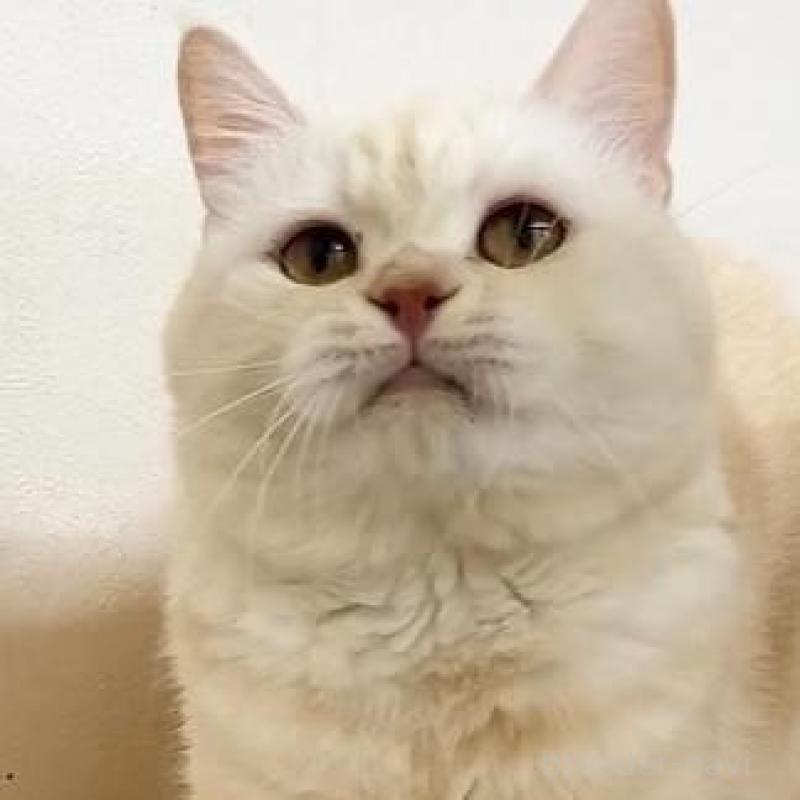 販売中の岐阜県のマンチカン-137070の6枚目