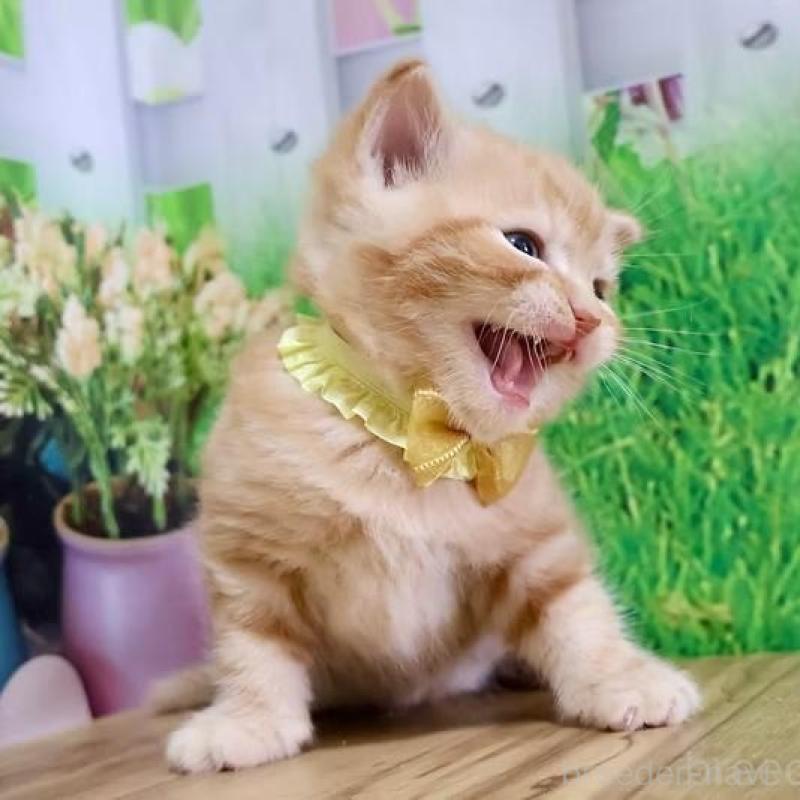 販売中の岐阜県のマンチカン-137070の5枚目