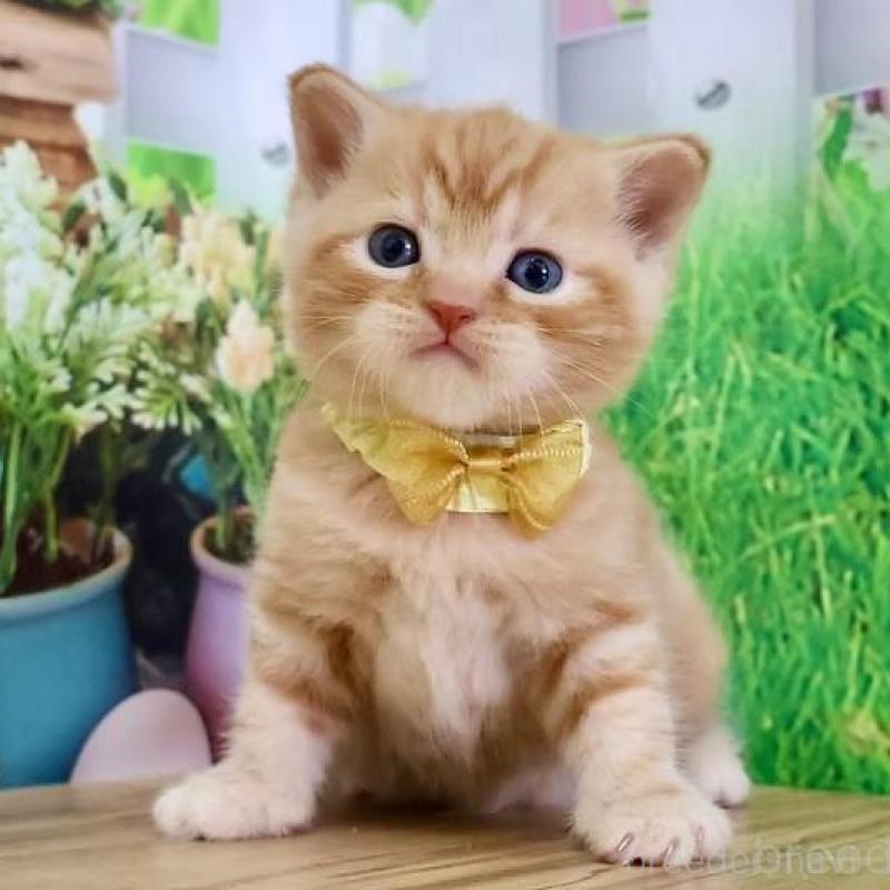 販売中の岐阜県のマンチカン-137070