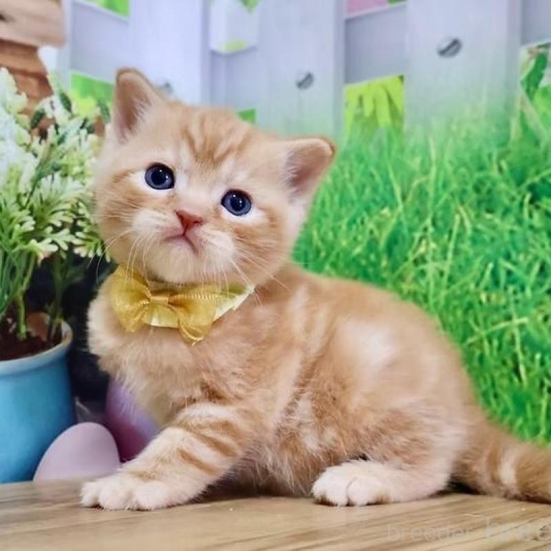 販売中の岐阜県のマンチカン-137070の4枚目