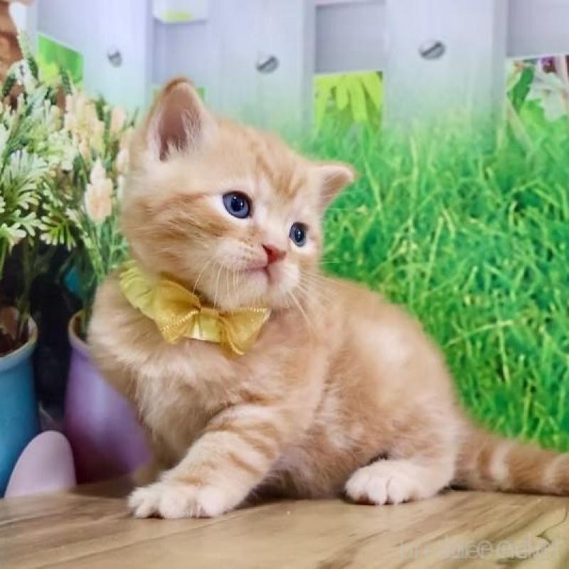 販売中の岐阜県のマンチカン-137070の3枚目