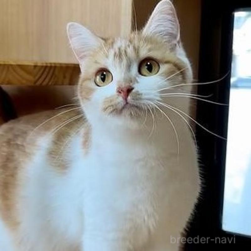 販売中の岐阜県のマンチカン-137070の2枚目