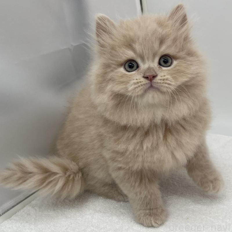 販売中の愛知県のミヌエット-137071