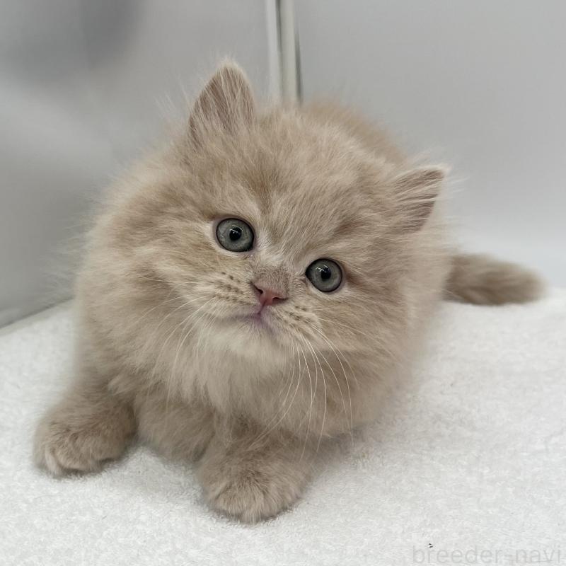 販売中の愛知県のミヌエット-137071の5枚目