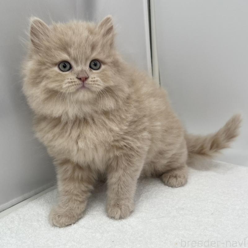 販売中の愛知県のミヌエット-137071の3枚目