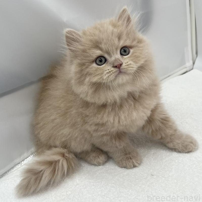 販売中の愛知県のミヌエット-137071の2枚目