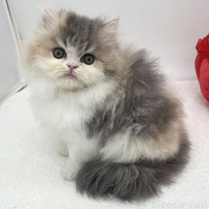 販売中の愛知県のミヌエット-137073の5枚目