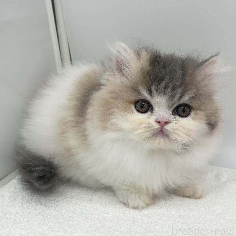 販売中の愛知県のミヌエット-137073の4枚目