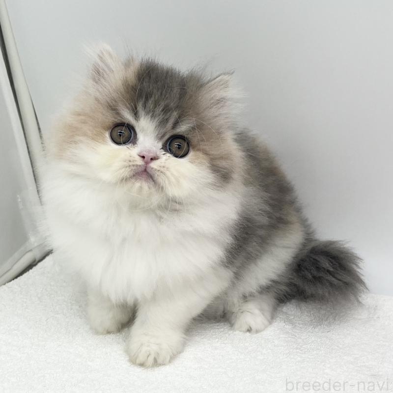 販売中の愛知県のミヌエット-137073