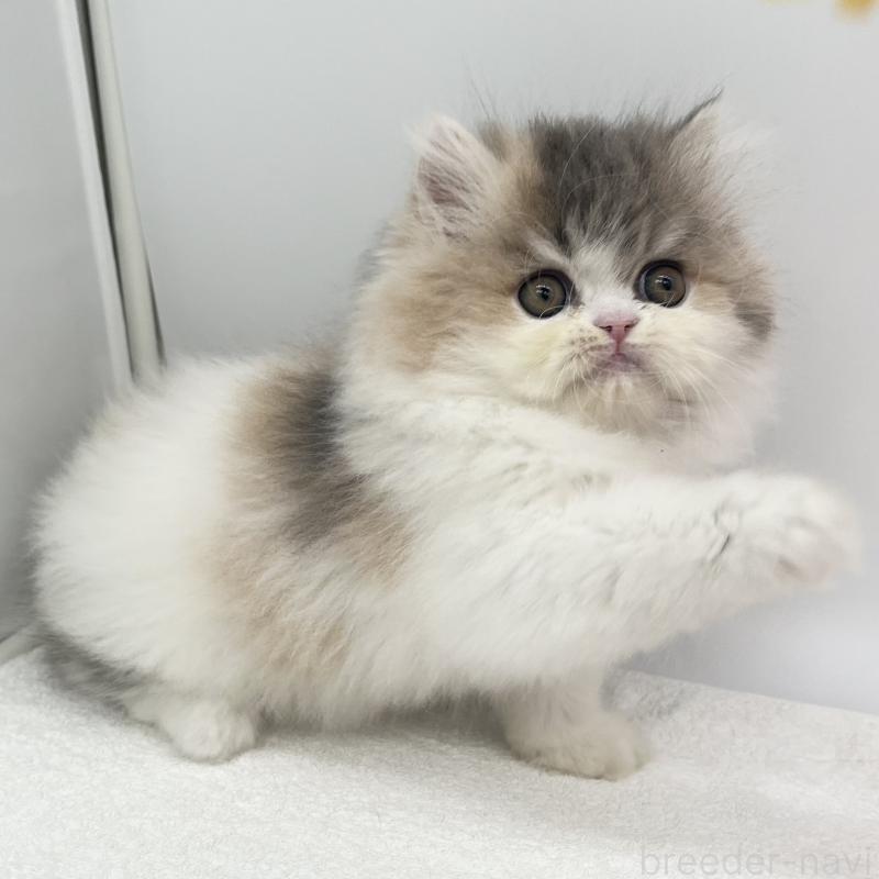 販売中の愛知県のミヌエット-137073の3枚目